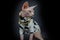 Cool Canadian hairless sphinx cat in fashion white black mixed coat Black and golden necklace, creative cat model photo