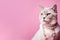 Cool cat with neckless on pink background. Fashionable appearance, be trendy. Copy space for text. Style and fashion