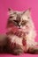 Cool cat with neckless on pink background. Fashionable appearance, be trendy. Style and fashion. Stylish pet. Jewelry