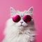 Cool cat pet adorable kitten portrait cute animal funny domestic fashion beauty