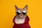 cool cat portrait. fawn lilac devon rex cat wearing red hoodie and sunglasses