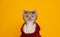 cool cat portrait. fawn lilac devon rex cat wearing red hoodie and sunglasses