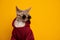 cool cat portrait. lilac devon rex cat wearing red hoodie and round sunglasses