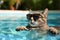 Cool Cat Sporting Shades, Lounging Effortlessly In A Serene Pool
