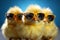 Cool chick Small yellow poultry wearing sunglasses, happy farm baby