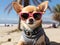 Cool chihuahua dog at the beach wearing sunglasses