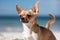 Cool chihuahua dog stands and looks on the sandy beach by the sea