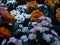 Cool chrysanthemum flowers photo colorful