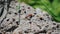 Cool close-up of two red bugs on a stone surface. Stunning natural light