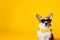Cool Corgi dog wearing sunglasses and a bow tie on colored background with copy space. Studio portrait shot of a Corgi dog on