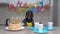 Cool dachshund dog in leather jacket celebrates decade with birthday cake and candles in shape of numbers, apartment is