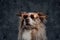 Cool dog with heart shaped sunglasse against dark background