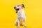 Cool dog with an open mouth screams turned away in disgust judging emotions. Yellow bright background