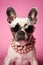 Cool dog with sunglasses and neckless on pink background. Fashionable appearance, be trendy. Style and fashion. Stylish