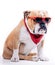 Cool English bulldog