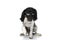 Cool english springer spaniel dog with sunglasses posing in studio