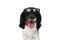 Cool english springer spaniel dog with sunglasses sticking out tongue