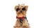 Cool fashion yorkshire terrier dog with sunglasses and bowtie