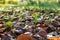 Cool flowers. Flowerbed mulched with thick layer of fallen leaves. Growing winter hardy annuals.