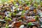 Cool flowers. Flowerbed mulched with thick layer of fallen leaves. Growing winter hardy annuals.