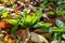 Cool flowers. Flowerbed of Rudbeckia seedlings mulched with thick layer of fallen leaves. Growing winter hardy annuals.