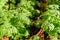 Cool flowers. Flowerbed of young Feverfew plants mulched with thick layer of fallen leaves. Growing winter hardy annuals.