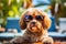 Cool fluffy brown dog in sunglasses sitting at table in summer holiday vocation