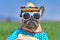 Cool French Bulldog dog dressed up with sunglasses, a colorful straw hat and poncho gown