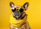 Cool french bulldog posing in sunglasses in front of the colorful background.