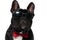 Cool French Bulldog puppy wearing bowtie and sunglasses