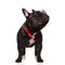 Cool french bulldog wearing red bowtie looks up to side