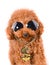 Cool Gangster dog poodle with bling on a white background