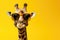 cool giraffe with sunglasses