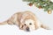 Cool Golden Retriever Dog and a Christmas tree