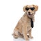 Cool golden retriever puppy with sunglasses and tie panting