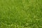 Cool green grass background