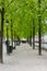 Cool, green tree lined pedestrian walkway in Bruges, Belgium