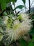 Cool guava flowers