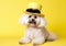 Cool Havanese posing in the photo studio in front of the yellow background.