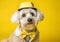 Cool Havanese posing in the photo studio in front of the yellow background.