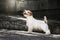 Cool Jack Russell Terrier puppy stay in the sunny park