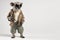 cool koala in a jacket and glasses on a white background, Generative AI