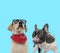 Cool Labrador Retriever wearing sunglasses and French bulldog