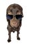 Cool Labrador in Sunglasses