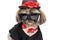 Cool little shih tzu puppy wearing hat, sunglasses and elegant costume
