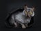 Cool Lykoi cat on black background