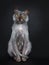 Cool Lykoi cat on black background