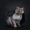 Cool Lykoi cat on black background