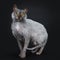 Cool Lykoi cat on black background