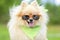 Cool male dog pomeranian german spitz with glasses, bandana,